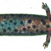Mudpuppy, Necturus maculosus
