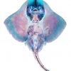 Cleared and Stained Clearnose skate, Raja eglanteria