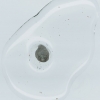 Spotted Salamander Egg, Ambystoma maculatum at 40 hour