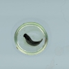 Spotted Salamander Egg, Ambystoma maculatum at 94 hours