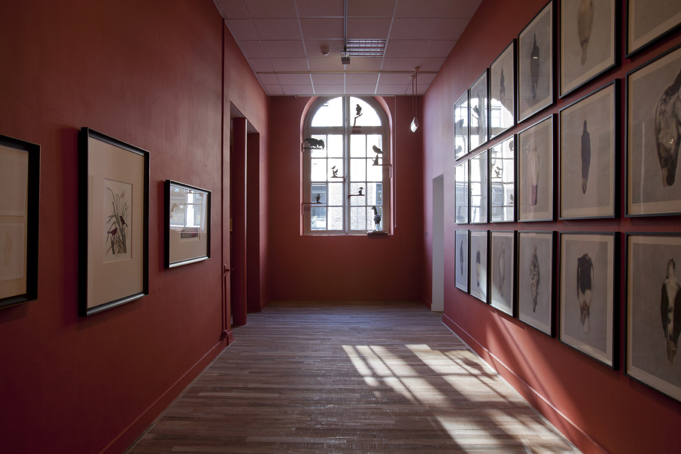 Apparitions, Brandon Ballengée, Museum Het Domein, 2014.