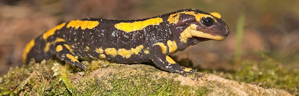 Fire Salamander, Salamandra salamandra;
