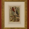 RIP Ivory Billed Woodpecker: After Gustav Ludwig Heinrich Mützel