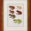 RIP Starlett's Treefrog, South Fork Treefrog and Isle Bonnita Treefrog: After David M. Dennis