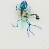 DFA 25: Promethéus