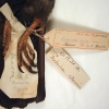 Darwin Pigeon Detail